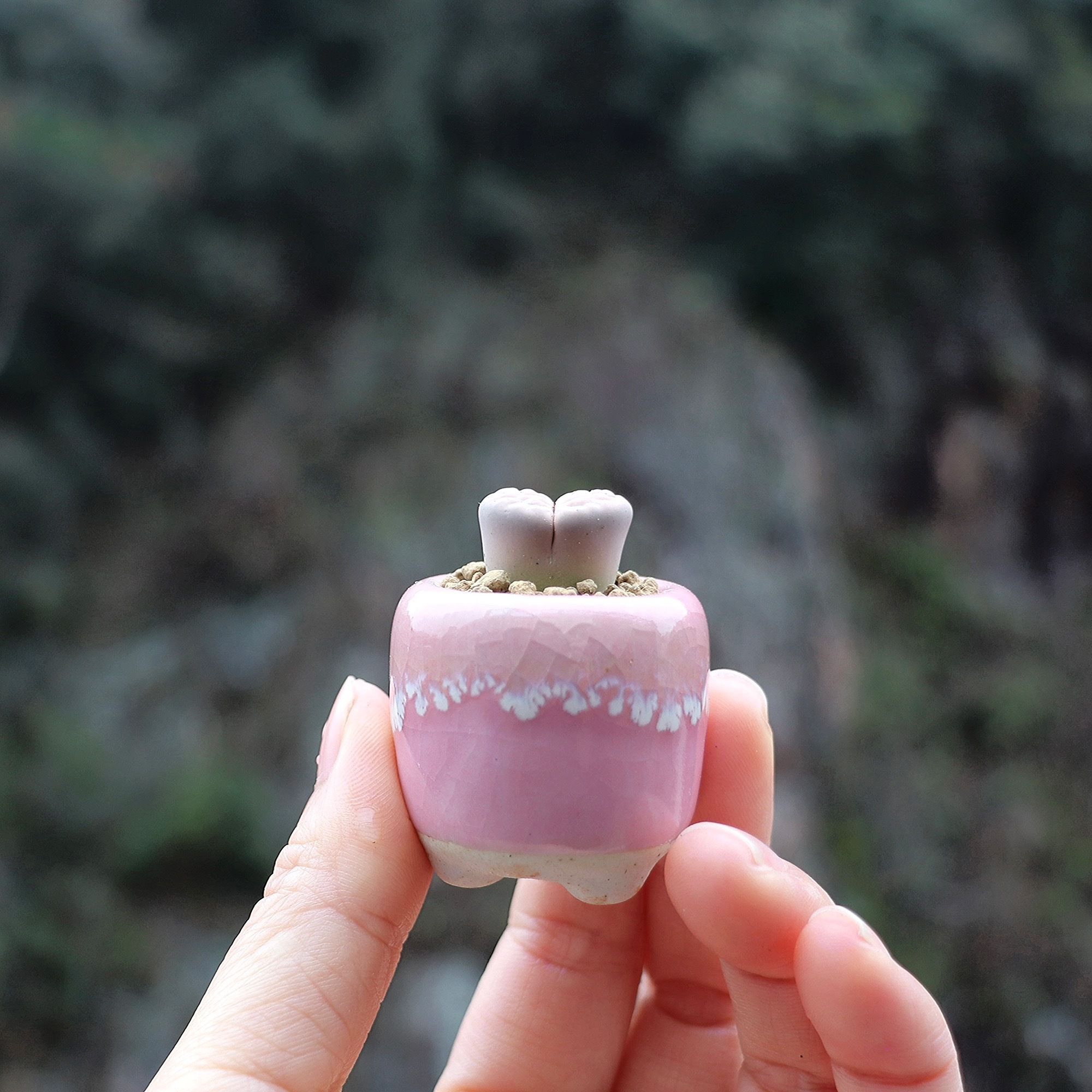 10Pcs Mini Ceramics Fowerpot M - Plant Desk Mini のレビューと価格