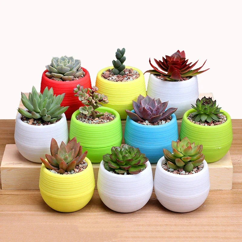 Succulent Plants Flower Pot Fl - Plant Desk Mini のレビューと価格